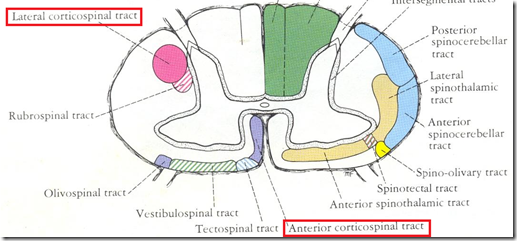 Ascending & Descending tracts of spinal cord | Medatrio